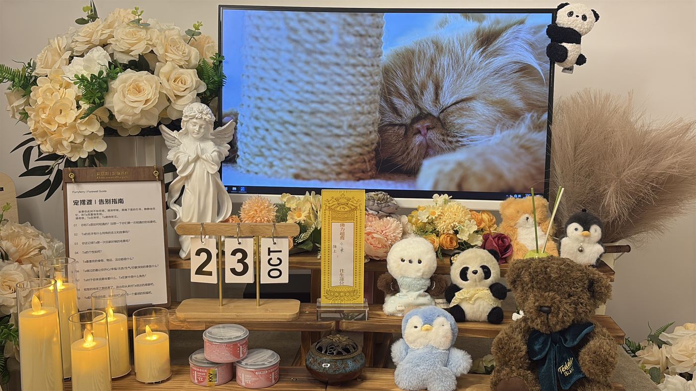 家里还有猫怎么办